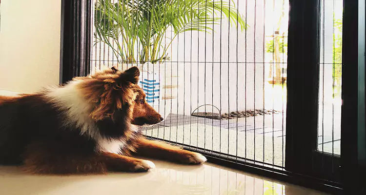 Sliding Screen Pet Door Repair in Sarasota Springs, FL
