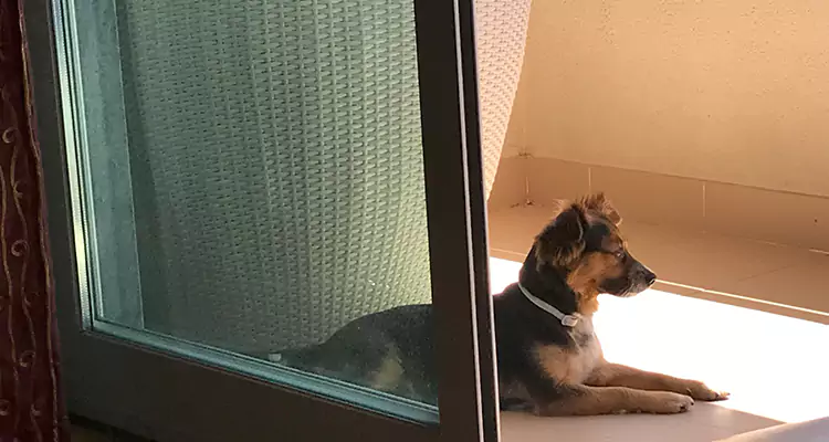 French Door Pet Screen Repair in Sarasota Springs, FL